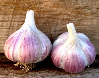May include: Two large garlic bulbs with purple and white skin. The garlic bulbs are sitting on a wooden surface.