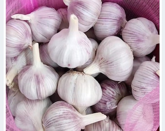 May include: A close-up of a mesh bag filled with garlic bulbs. The garlic has a purple and white striped skin.