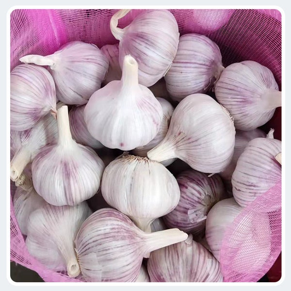 PRE-ORDER FALL 2024 Thai Fire Garlic Bulbs Hardneck for Cooking or Seed Planting - Certified Naturally Grown Organic