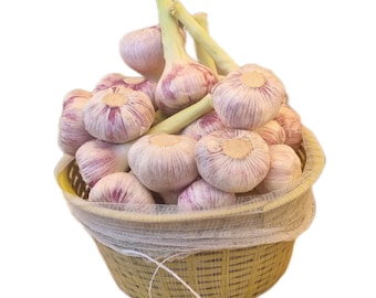 Aglio Rosso Garlic Bulbs for Planting or Table - Certified Naturally Grown OrganicPRE-ORDER 2026 JULY