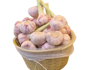 PRE-ORDER FALL 2024 Aglio Rosso Garlic Bulbs Hardneck for Cooking or Seed Planting - Certified Naturally Grown Organic