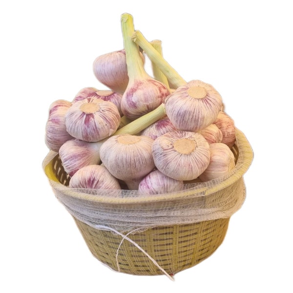 PRE-ORDER FALL 2024 Aglio Rosso Garlic Bulbs Hardneck for Cooking or Seed Planting - Certified Naturally Grown Organic