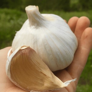 Giant German White Garlic Bulbs for Seed Planting - Certified Naturally Grown Organic