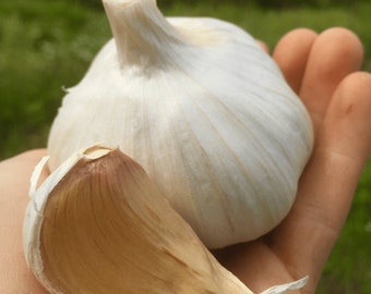 PRE-ORDER FALL 2024 Giant German White Garlic Bulbs for Cooking or Seed Planting - Certified Naturally Grown Organic