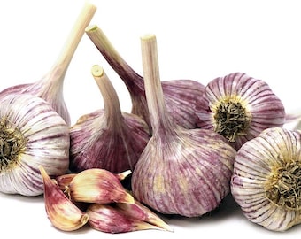 May include: A group of six purple and white garlic bulbs with their roots showing. The garlic bulbs are arranged in a cluster on a white background.