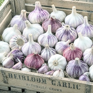 Pode incluir: Uma caixa de madeira com a etiqueta HEIRLOOM GARLIC NATURALLY GROWN cheia de numerosos bulbos de alho inteiros. Os bulbos apresentam cascas brancas e papiráceas com estrias e veios roxos, dispostos bem próximos uns dos outros.