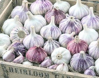 Heirloom Garlic Bulbs Mix Hardneck for Cooking or Seed Planting - Certified Naturally Grown