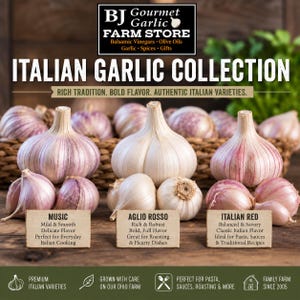 Pode incluir: Uma coleção de alho italiano apresentando três variedades de bulbos de alho com casca branca com estrias roxas. Etiquetas identificam os tipos Music, Aglio Rosso e Italian Red, cada um com texto descritivo sobre os perfis de sabor.