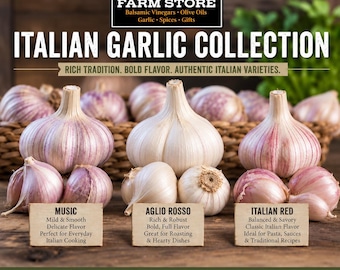 Get All 3 Italian Garlic Bulbs - Table or Seed Garlic - Music, Aglio Rosso and Italian Red - Organic PRE-ORDER 2026 JULY