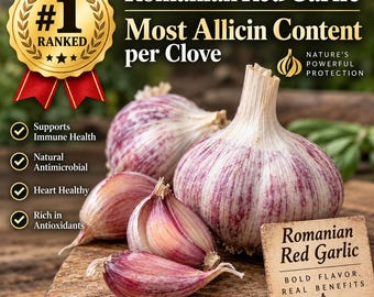 Bulbos de ajo rojo rumano de cuello duro para cocinar o sembrar - Cultivado de forma natural certificada
