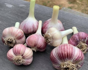 Peut inclure: Plusieurs bulbes d'ail frais avec des peaux rayées violettes et blanches et des tiges vertes. Les bulbes sont disposés sur une surface en bois grise vieillie, mettant en valeur leurs textures et couleurs naturelles.