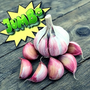 May include: A whole bulb of garlic surrounded by several loose cloves, featuring white and purple-tinged papery skins. A bright yellow starburst graphic with the word JUMBO in green 3D lettering is positioned in the upper left corner.