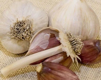 May include: Four garlic bulbs, two white and two purple, on a burlap background. The white garlic bulbs are whole, while the purple garlic bulbs are split open, revealing the cloves inside.