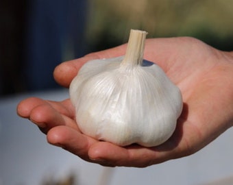 PRE-ORDER FALL 2024 Inchelium Red Softneck Garlic Bulbs for Cooking or Seed Planting - Certified Naturally Grown Organic
