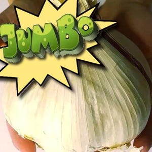 Pode incluir: Um grande bulbo de alho branco com uma superfície texturizada é segurado em mãos. Um gráfico amarelo de explosão com a palavra "JUMBO" em verde, com letras 3D, é sobreposto ao alho.