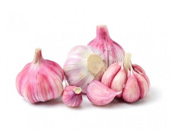 PRE-ORDER FALL 2024 Italian Red Garlic Bulbs Hardneck for Cooking or Seed Planting - Certified Naturally Grown Organic
