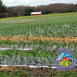 May include: A field of green crops, possibly garlic, growing in rows under a cloudy sky. The image includes a "Certified Naturally Grown" seal and illustrations of garlic bulbs.