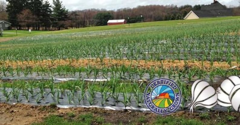 May include: A field of green crops, possibly garlic, growing in rows under a cloudy sky. The image includes a "Certified Naturally Grown" seal and illustrations of garlic bulbs.