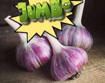 May include: Three jumbo garlic bulbs with purple and white striped cloves are displayed on a wooden surface. A yellow starburst graphic with the word "JUMBO" in green letters is above the garlic.