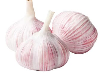 Peut inclure: Trois têtes d'ail avec des bulbes blancs et des stries rouge-violet. Les bulbes ont une couche extérieure en papier et une tige. L'image est sur fond blanc.