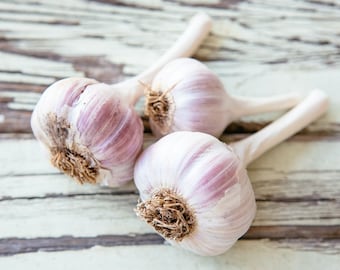 PRE-ORDER FALL 2024 Spanish Roja Garlic Bulbs Hardneck for Cooking or Seed Planting - Certified Naturally Grown Organic