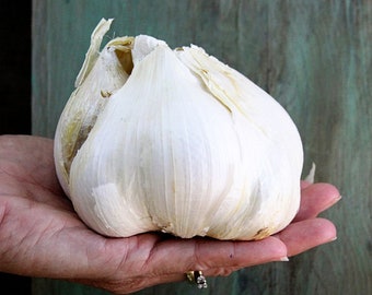 PRE-ORDER FALL 2024 Elephant Garlic Bulbs Hardneck for Cooking or Seed Planting - Certified Naturally Grown Organic