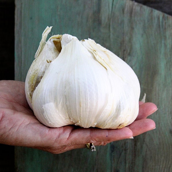 PRE-ORDER FALL 2024 Elephant Garlic Bulbs Hardneck for Cooking or Seed Planting - Certified Naturally Grown Organic