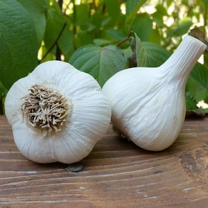 May include: Two whole bulbs of white garlic with papery skin. One bulb is positioned to show the fibrous, light brown root base, while the other bulb is angled to display its smooth, rounded shape and tapered stem end.
