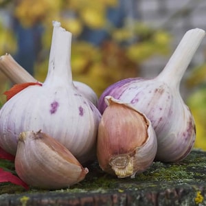 Hot! Metechi Garlic Bulbs Hardneck for Cooking or Seed Planting - Certified Naturally Grown Organic