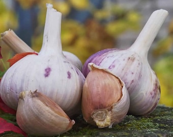 May include: Four garlic bulbs, two with purple and white skin and two with brown skin, are arranged on a mossy surface.