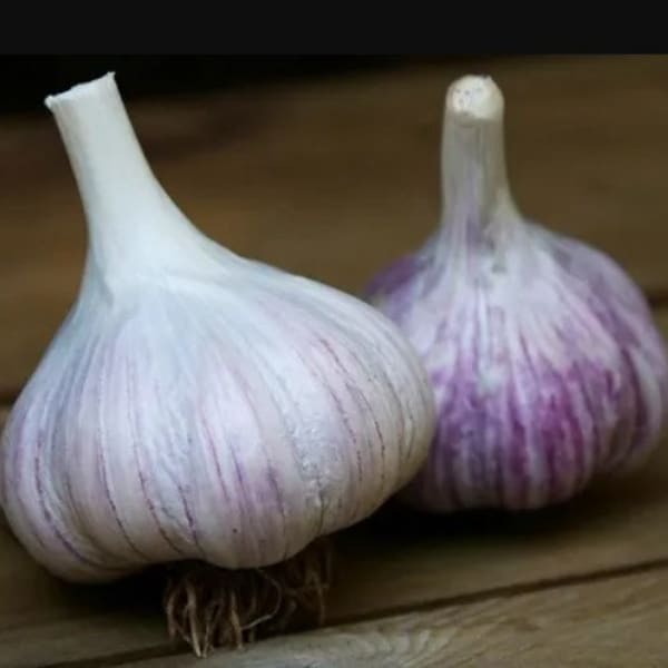 PRE-ORDER FALL 2024 German Giant Red Garlic Bulbs Hardneck for Cooking or Seed Planting - Certified Naturally Grown Organic