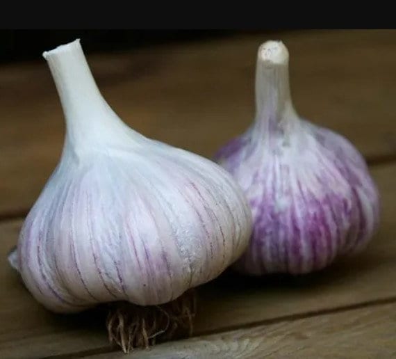 German Giant Red Garlic Bulbs Hardneck for Cooking or Seed Planting - Certified Naturally Grown Organic