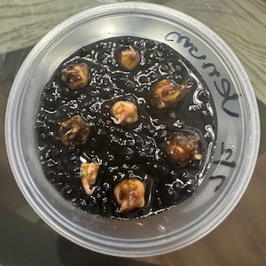 Alocasia Venom Corms