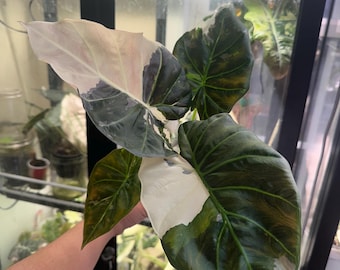 Regal Shield Albo Variegated Alocasia Corm A7 A23 A24 A25 - Etsy