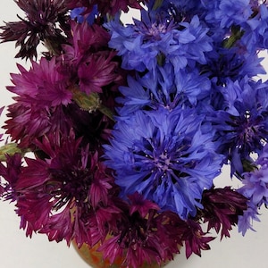 Black and Blue Cornflower Mix 70+ seeds bachelors buttons