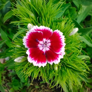 Sweet William seeds - mixed Dianthus 100+ seeds