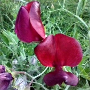 May include: Close-up of two deep burgundy sweet pea flowers in full bloom. The petals are a rich, velvety color, with a slightly lighter hue at the edges. Green foliage and stems provide a contrasting backdrop.