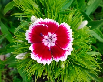 Sweet William seeds - mixed Dianthus 100+ seeds