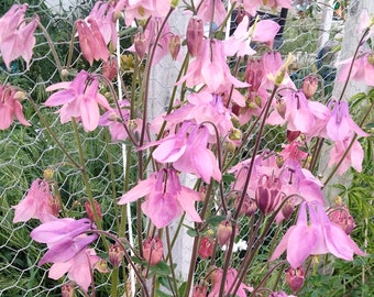 Light Purple and Pink McKana Giant Columbine seeds - 100+ perennial columbine seeds