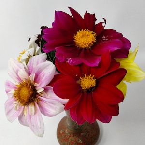 Unwin Dwarf Dahlia Mix 100+ seeds