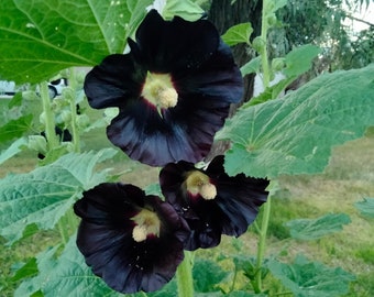 Black Hollyhock 20 seeds - Alcea rosea