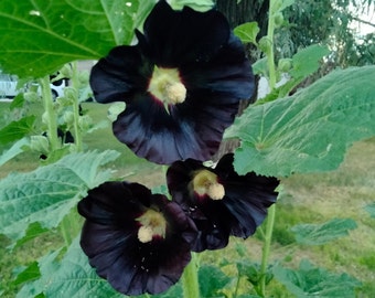 Black Hollyhock Flower Seeds - 50+ Alcea rosea seeds