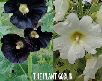 Black and White Hollyhock seed bundle 100+ seeds