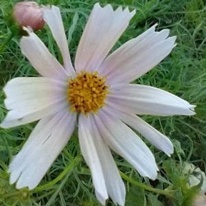 Apricot Lemonade Cosmos 20 seeds - Cosmos bipinnatus 20+ flower seeds