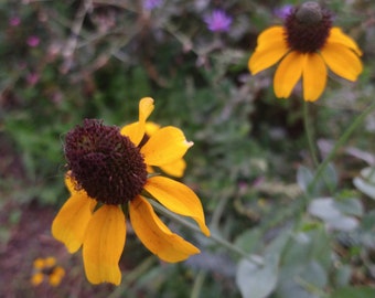 Yellow Prairie Coneflower 50+ seeds