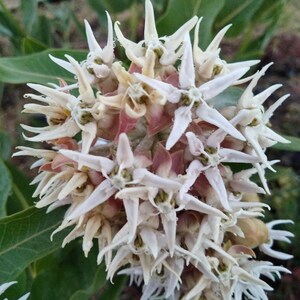 Showy Milkweed 50+ seeds - Asclepias speciosa butterfly attracting flower