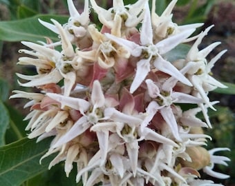 Showy Milkweed 50+ seeds - Asclepias speciosa butterfly attracting flower