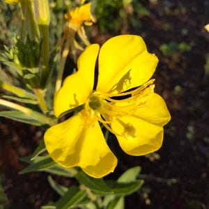 Common Evening Primrose 100+ seeds