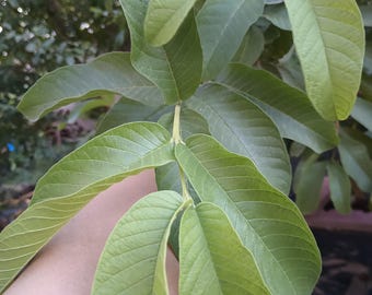Paquete de hojas frescas de guayaba orgánica: hojas de hierbas naturales sin pesticidas para té y bienestar.