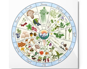 Foraging Calendar Wheel Metal Print | Botanical Illustration Wall Art | Nature-Inspired Home Decor | Foraging Gift | Sboccio Designs
